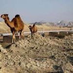Japan Backs Alternative Middle East Oil Pipelines: Reports